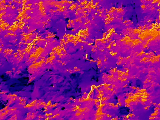 6월, 가볍게 공릉천 탐조_33.jpg