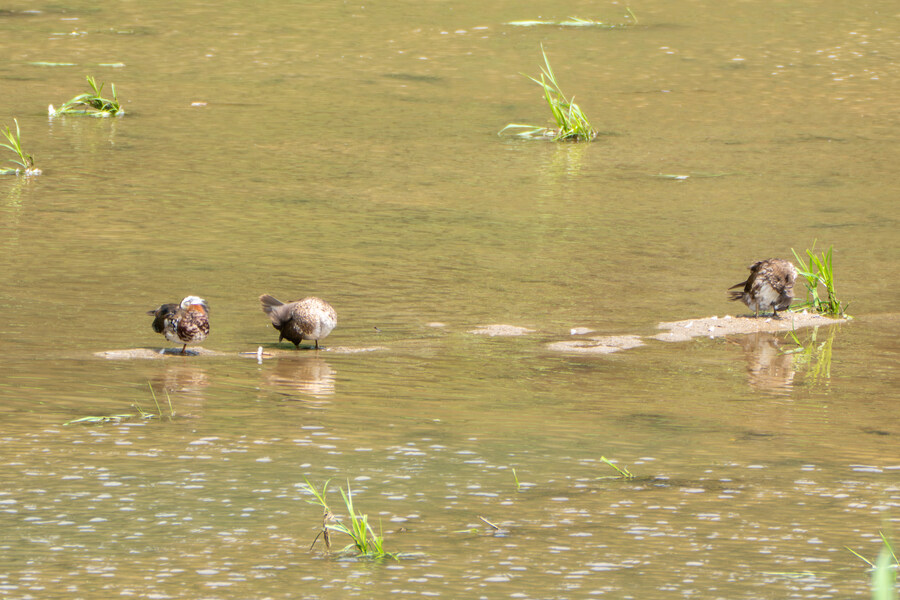 6월, 가볍게 공릉천 탐조_36.jpg