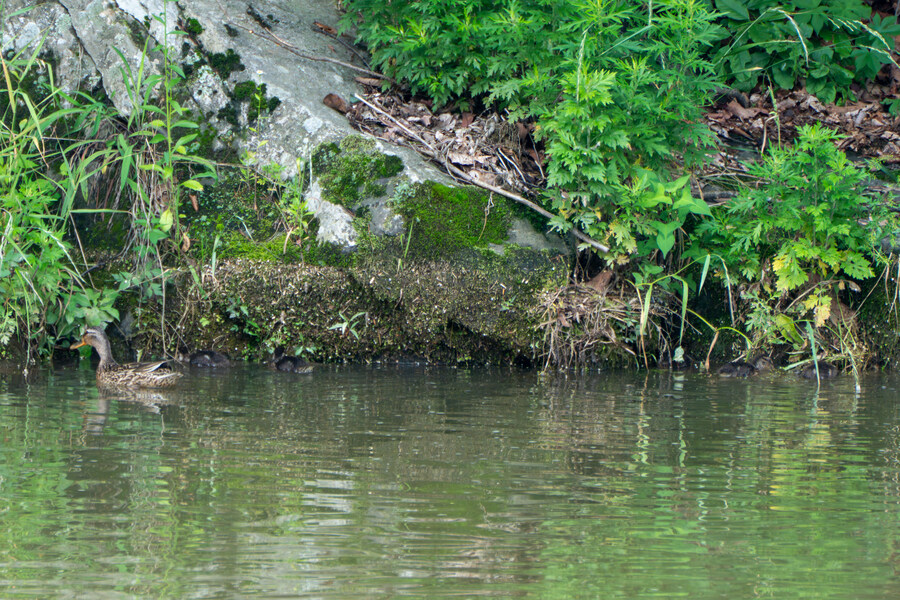 6월, 가볍게 공릉천 탐조_42.jpg