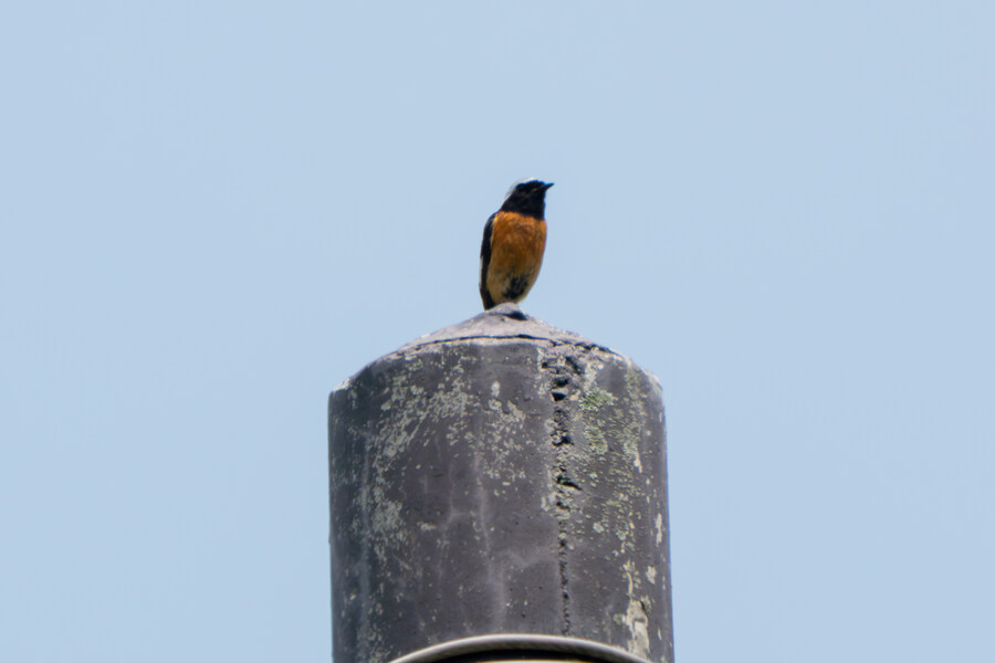 6월, 가볍게 공릉천 탐조_43.jpg