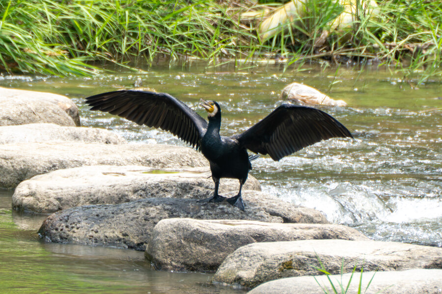 6월, 가볍게 공릉천 탐조_44.jpg