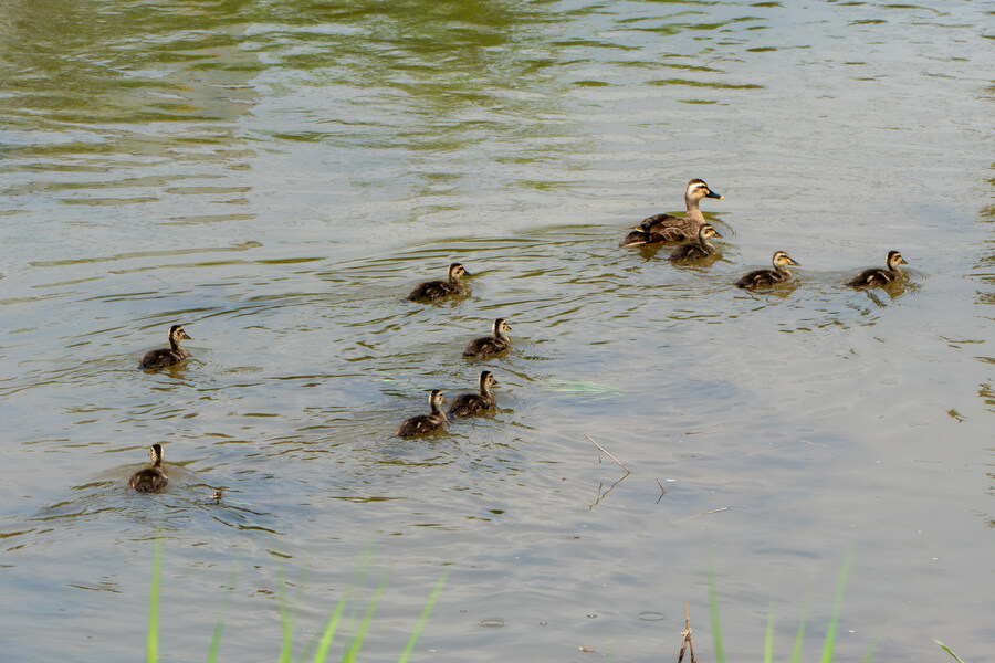 6월, 가볍게 공릉천 탐조_47.jpg