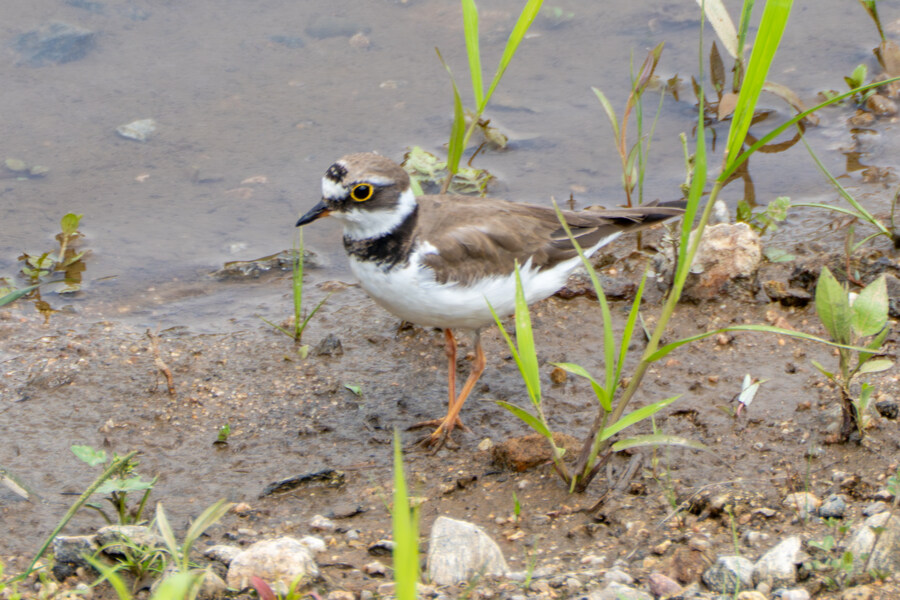6월, 가볍게 공릉천 탐조_49.jpg