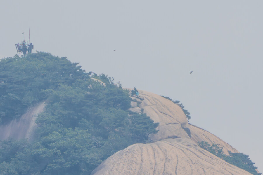 6월, 가볍게 공릉천 탐조_58.jpg