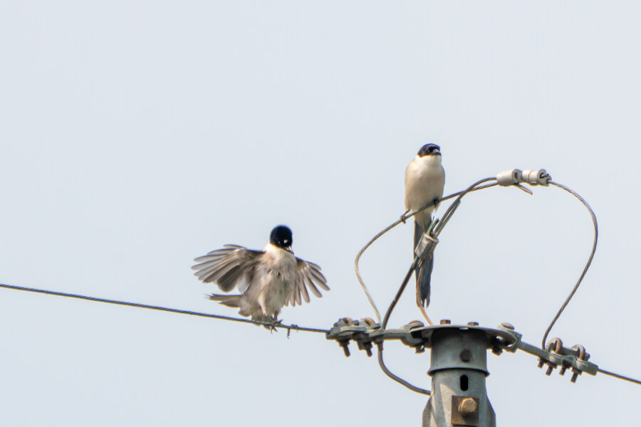 6월, 가볍게 공릉천 탐조_61.jpg