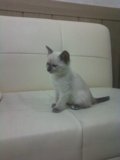 [오늘은 사랑이의 15살 생일입니다] (스압주)_4.jpg