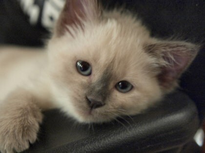 [오늘은 사랑이의 15살 생일입니다] (스압주)_5.jpg