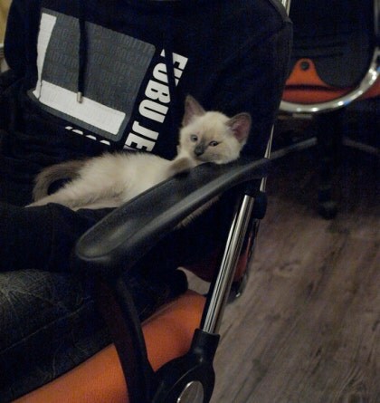 [오늘은 사랑이의 15살 생일입니다] (스압주)_6.jpg