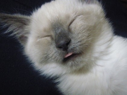 [오늘은 사랑이의 15살 생일입니다] (스압주)_10.jpg