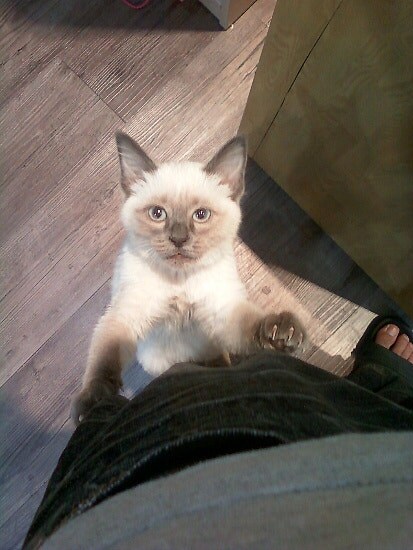 [오늘은 사랑이의 15살 생일입니다] (스압주)_14.jpg