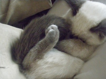 [오늘은 사랑이의 15살 생일입니다] (스압주)_18.jpg