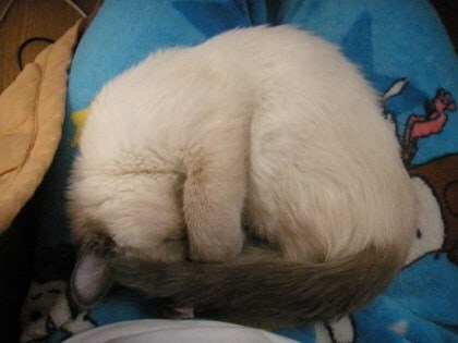 [오늘은 사랑이의 15살 생일입니다] (스압주)_21.jpg