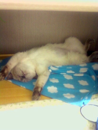 [오늘은 사랑이의 15살 생일입니다] (스압주)_26.jpg