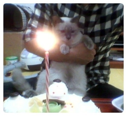 [오늘은 사랑이의 15살 생일입니다] (스압주)_35.jpg