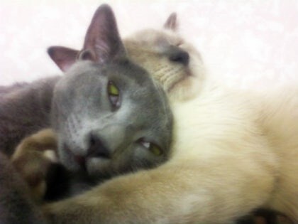 [오늘은 사랑이의 15살 생일입니다] (스압주)_39.jpg