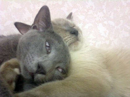 [오늘은 사랑이의 15살 생일입니다] (스압주)_40.jpg