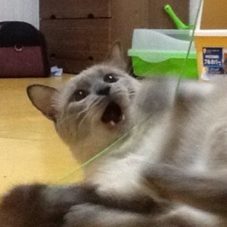 [오늘은 사랑이의 15살 생일입니다] (스압주)_54.jpg