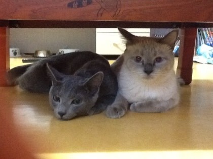 [오늘은 사랑이의 15살 생일입니다] (스압주)_43.jpg