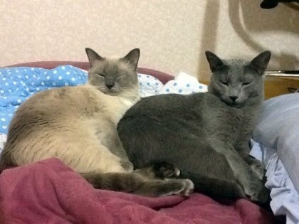 [오늘은 사랑이의 15살 생일입니다] (스압주)_57.jpg