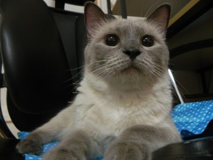 [오늘은 사랑이의 15살 생일입니다] (스압주)_58.jpg