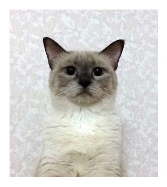 [오늘은 사랑이의 15살 생일입니다] (스압주)_47.jpg