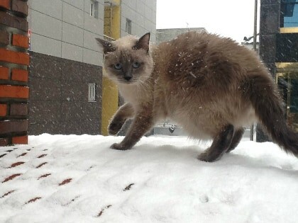 [오늘은 사랑이의 15살 생일입니다] (스압주)_61.jpg