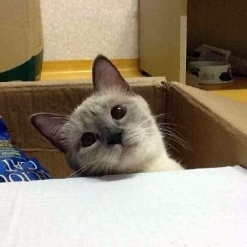 [오늘은 사랑이의 15살 생일입니다] (스압주)_70.jpg