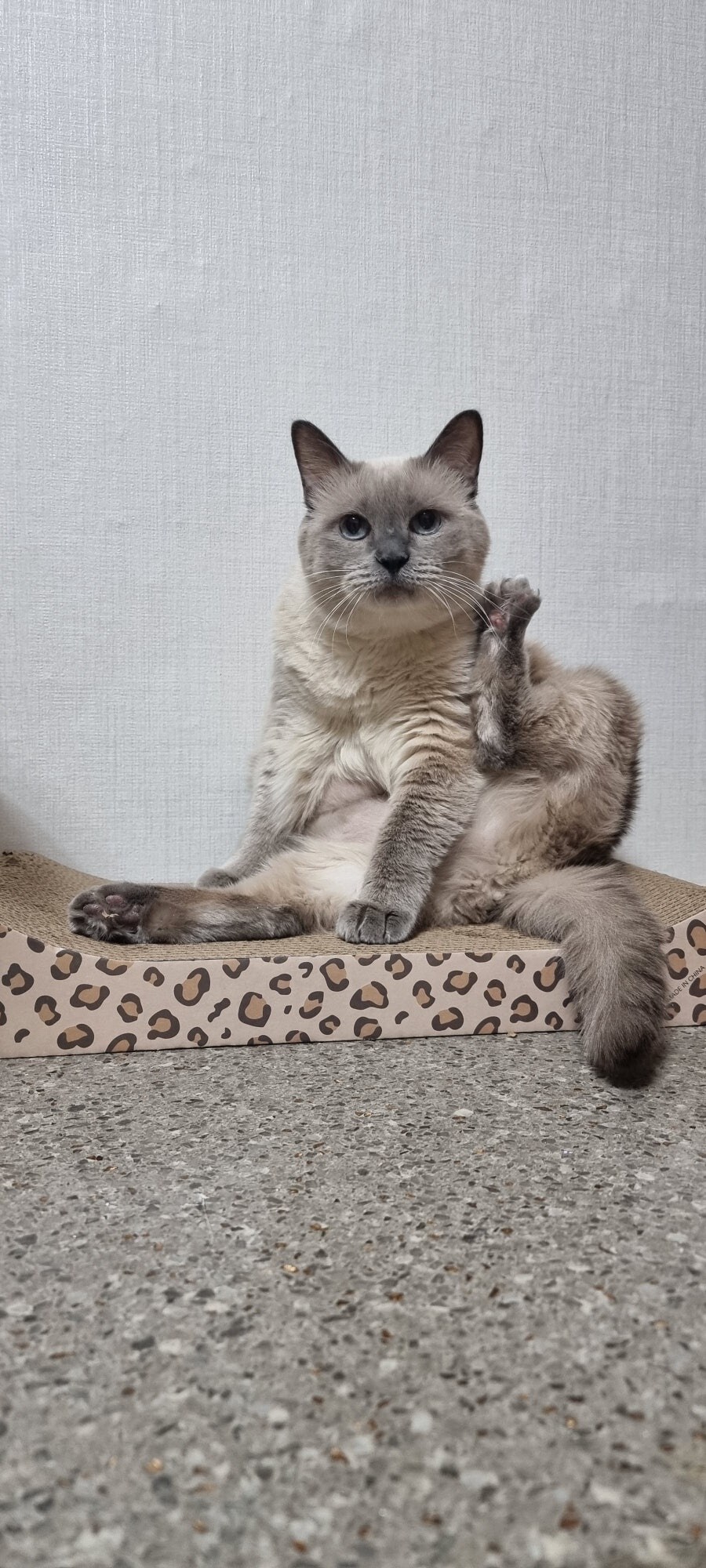 [오늘은 사랑이의 15살 생일입니다] (스압주)_78.jpg