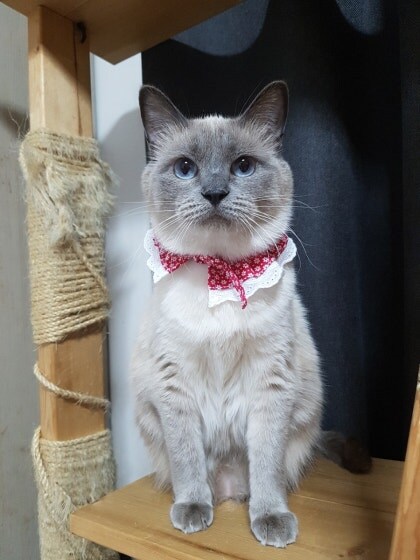 [오늘은 사랑이의 15살 생일입니다] (스압주)_94.jpg