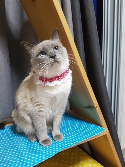 [오늘은 사랑이의 15살 생일입니다] (스압주)_95.jpg