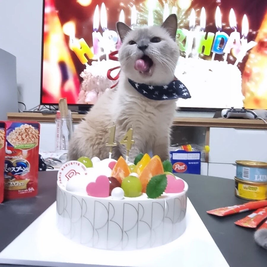 [오늘은 사랑이의 15살 생일입니다] (스압주)_97.jpg