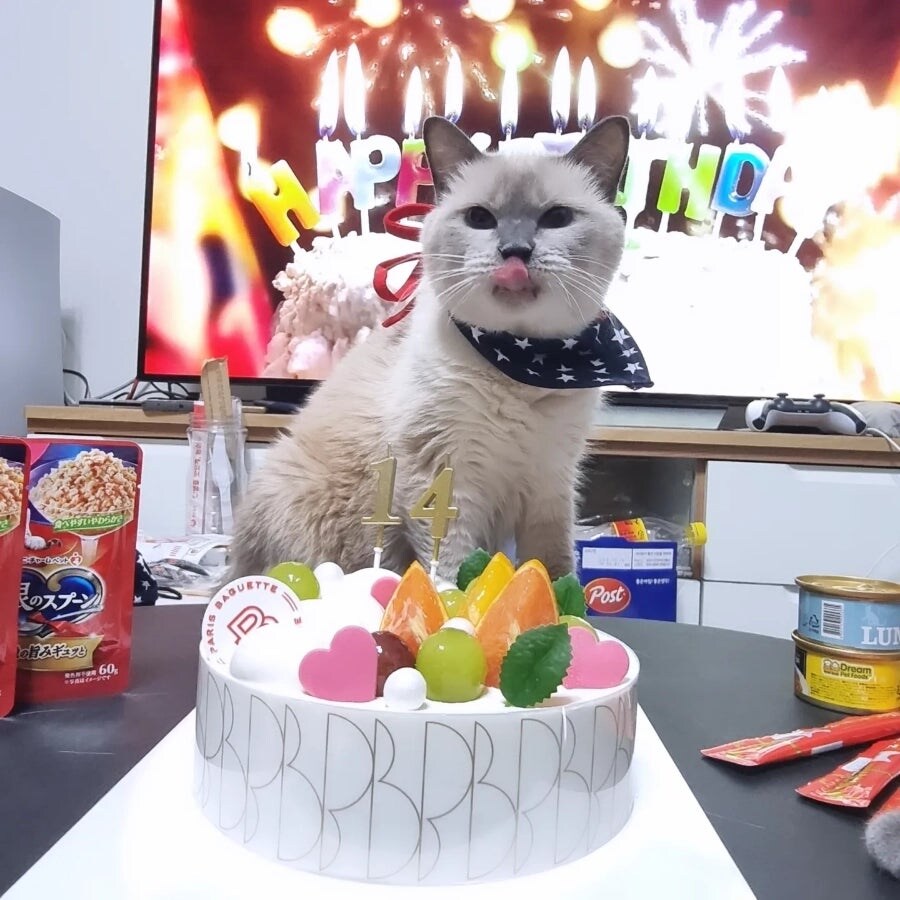 [오늘은 사랑이의 15살 생일입니다] (스압주)_101.jpg