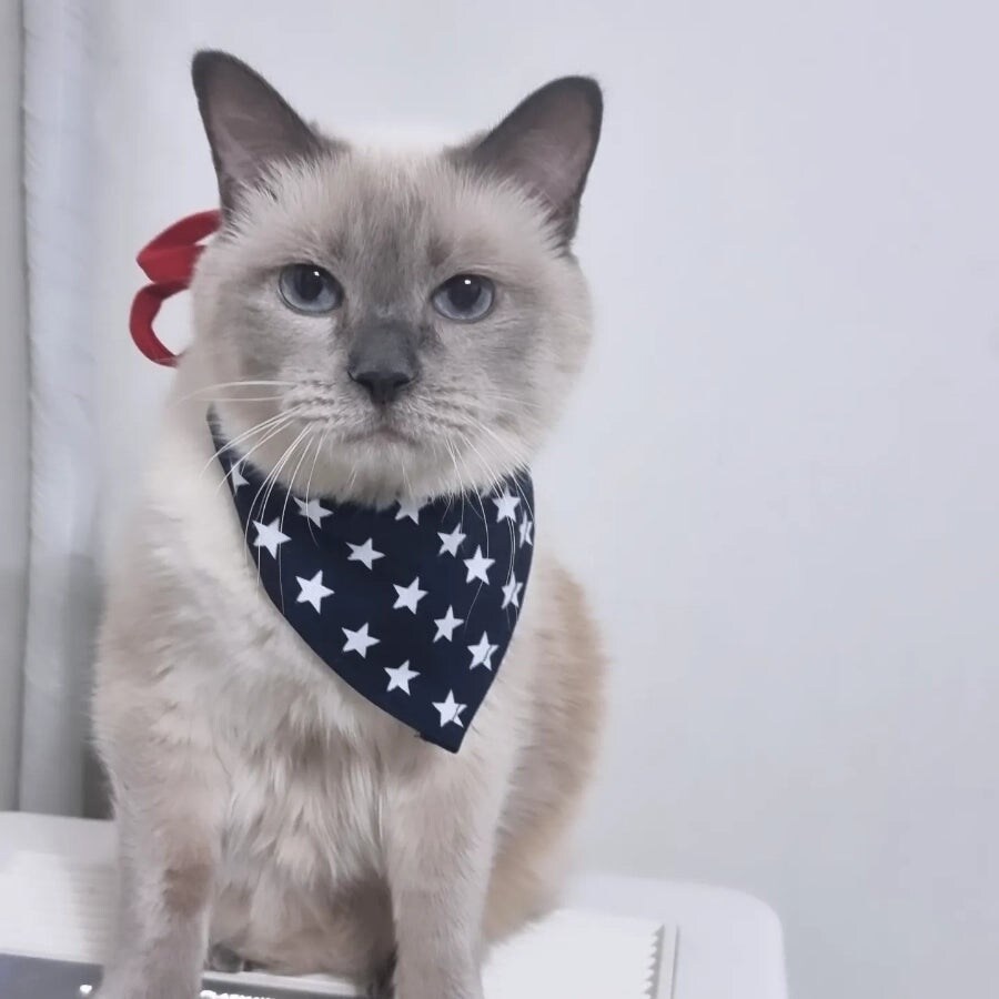 [오늘은 사랑이의 15살 생일입니다] (스압주)_103.jpg