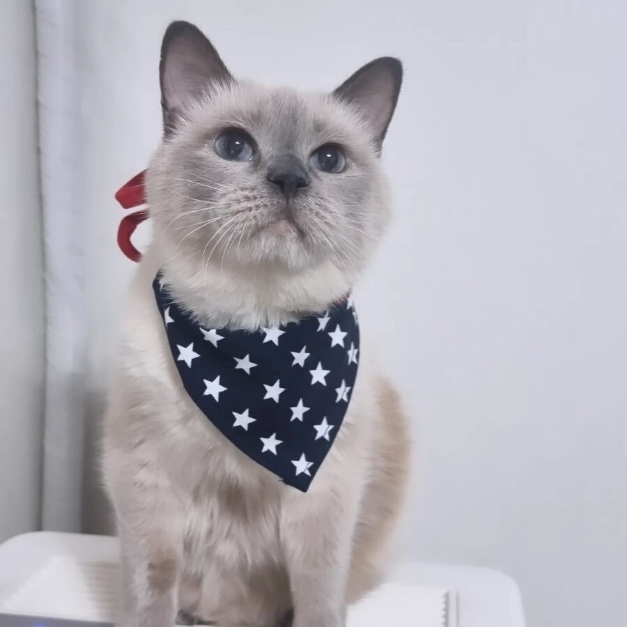 [오늘은 사랑이의 15살 생일입니다] (스압주)_104.jpg