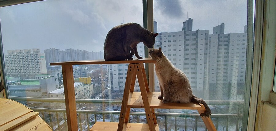 [오늘은 사랑이의 15살 생일입니다] (스압주)_111.jpg