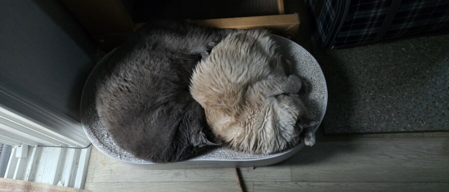 [오늘은 사랑이의 15살 생일입니다] (스압주)_113.jpg