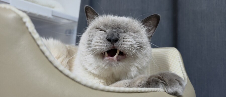 [오늘은 사랑이의 15살 생일입니다] (스압주)_116.jpg