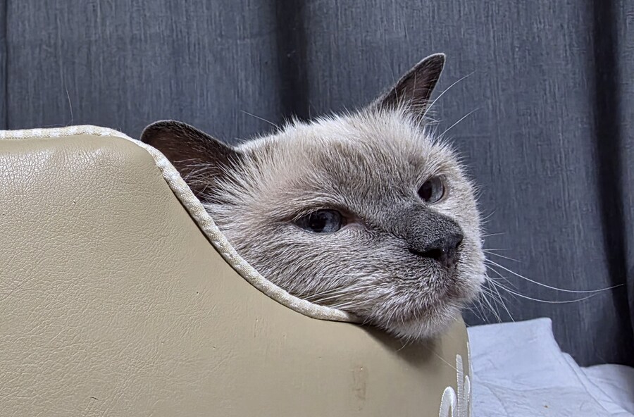 [오늘은 사랑이의 15살 생일입니다] (스압주)_117.jpg