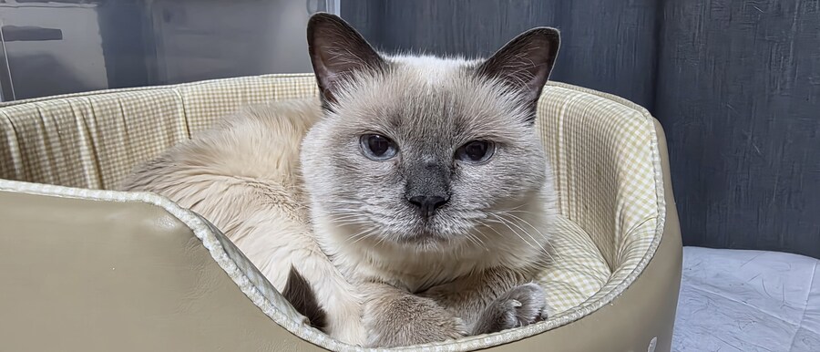 [오늘은 사랑이의 15살 생일입니다] (스압주)_119.jpg