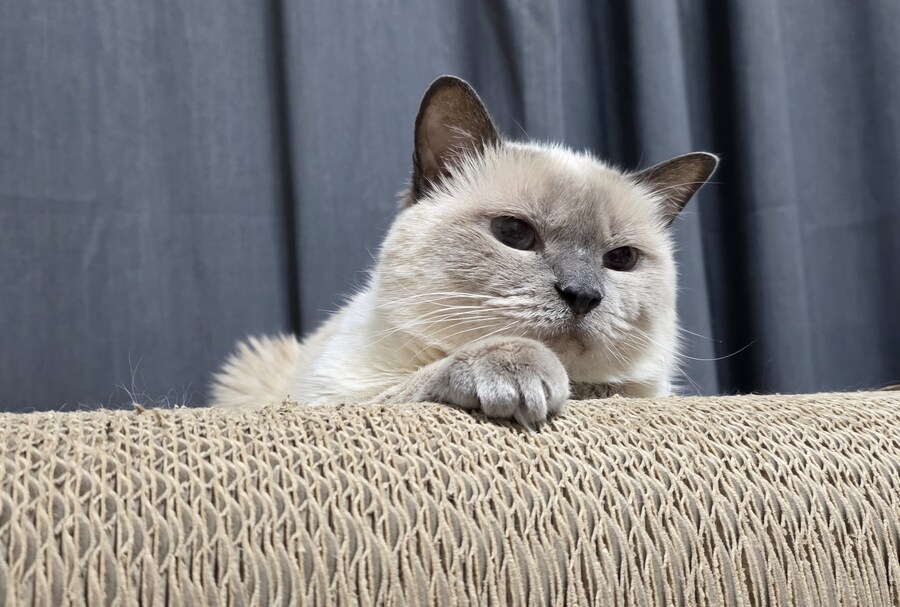 [오늘은 사랑이의 15살 생일입니다] (스압주)_120.jpg