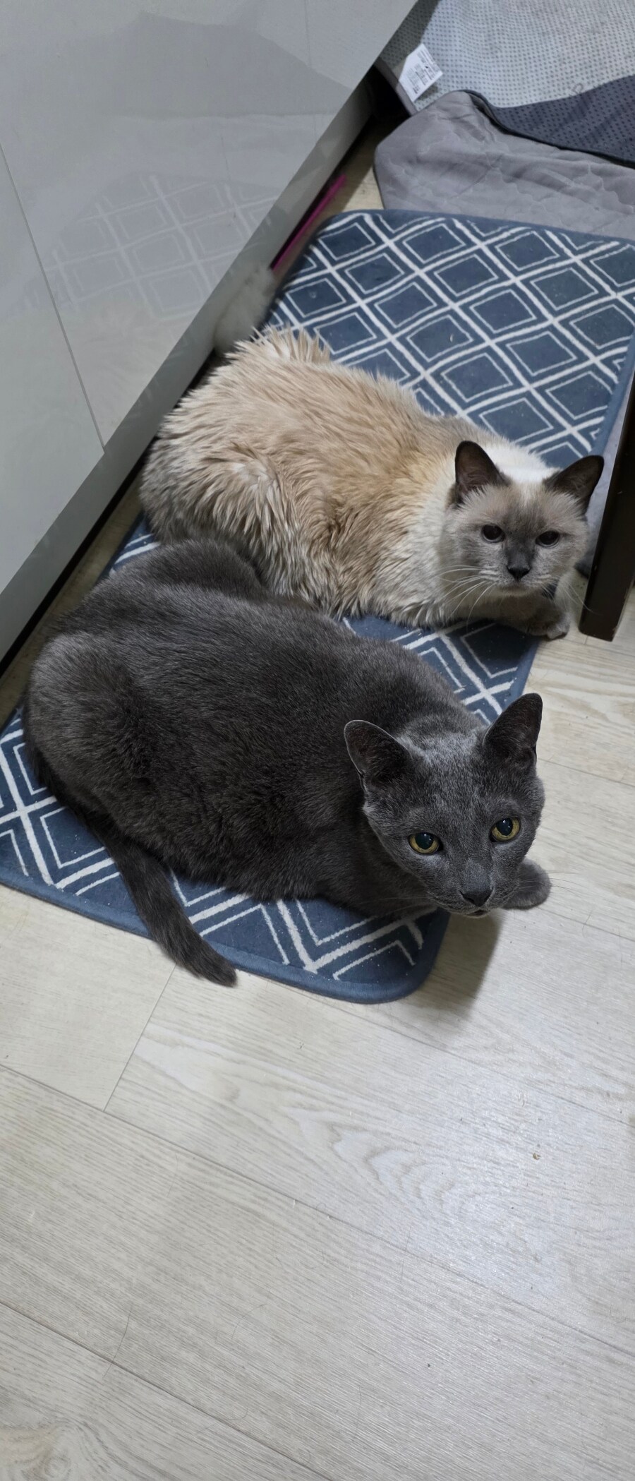 [오늘은 사랑이의 15살 생일입니다] (스압주)_121.jpg