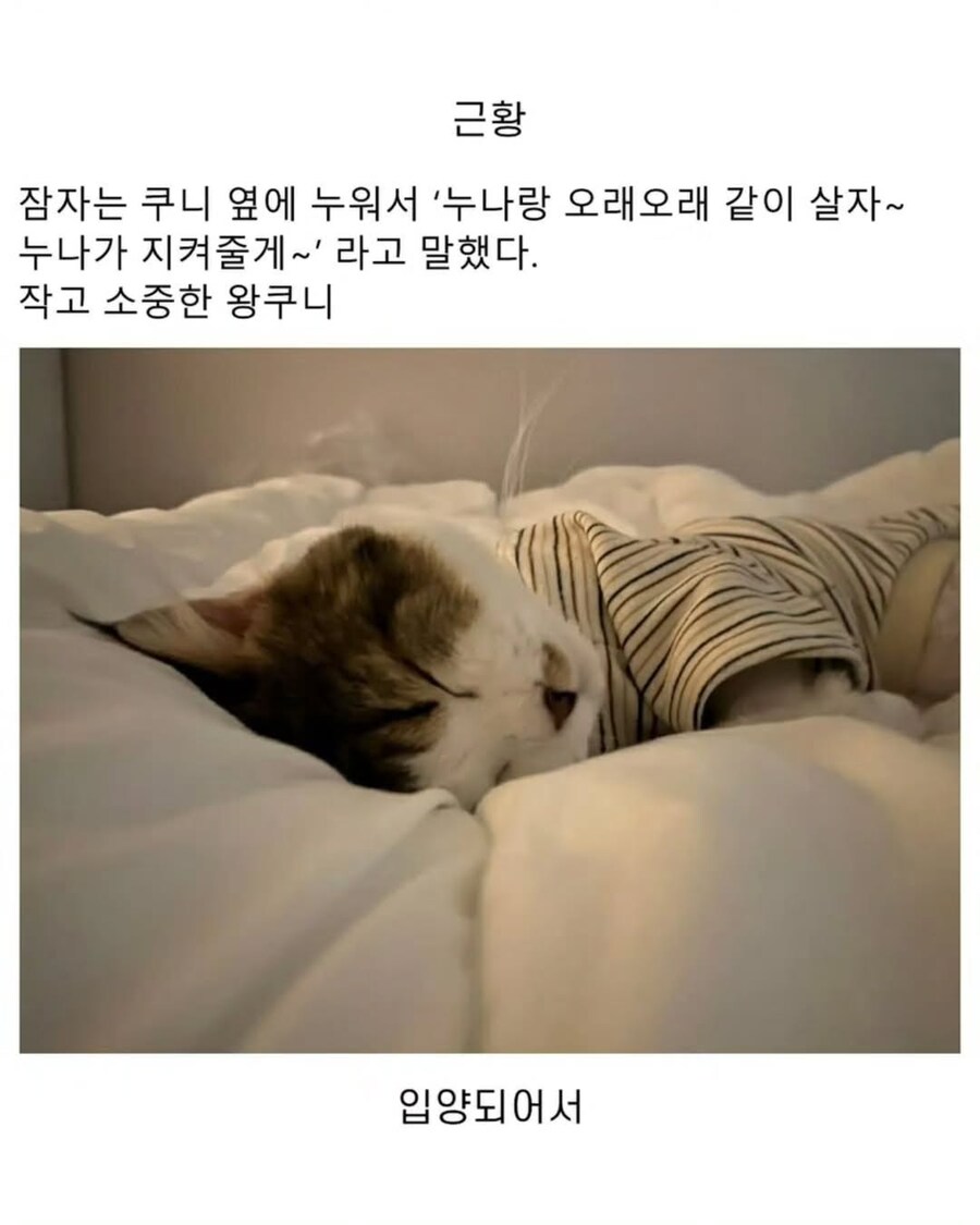 엄청난 덩치로 화제였떤 유기묘 근황.._7.jpg