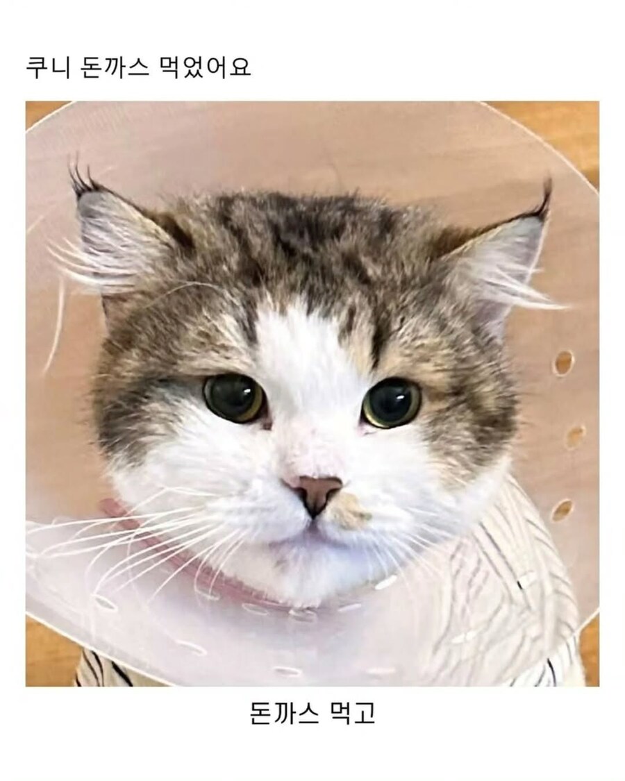 엄청난 덩치로 화제였떤 유기묘 근황.._8.jpg