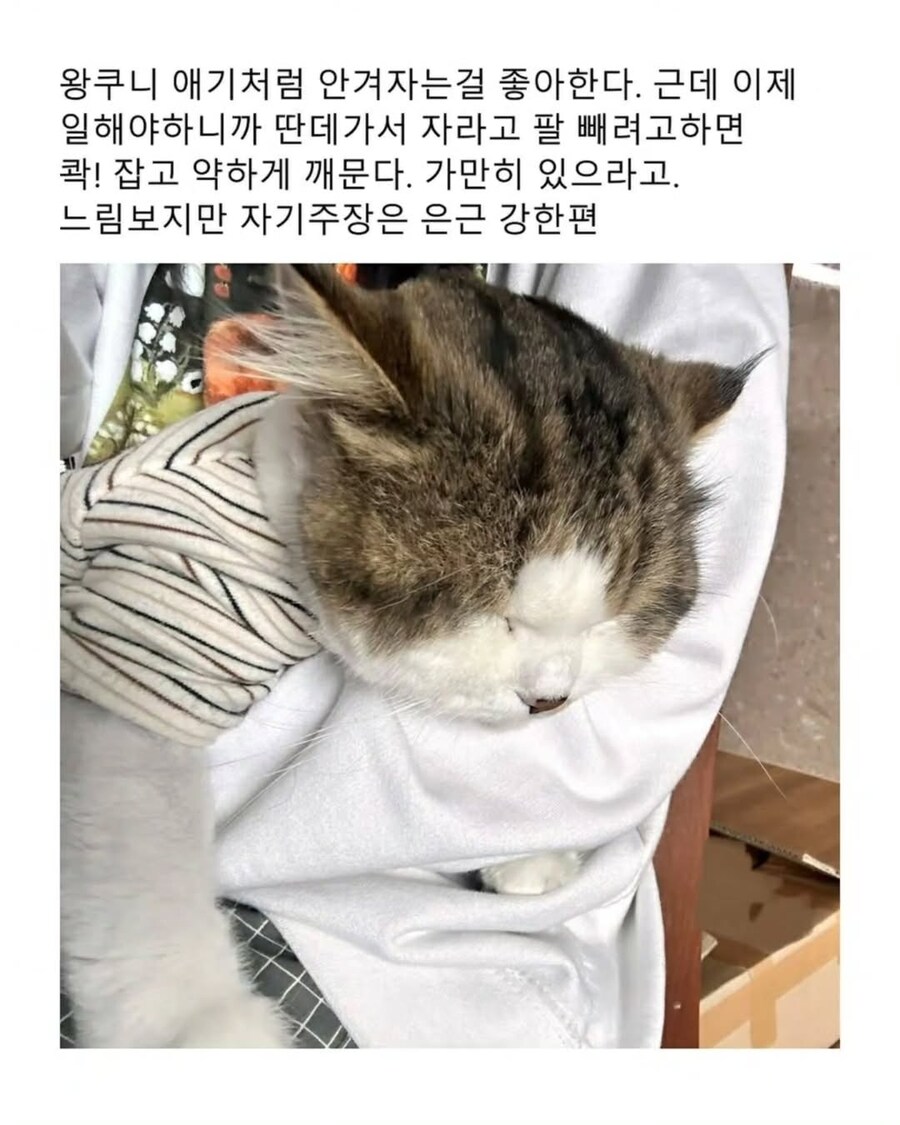 엄청난 덩치로 화제였떤 유기묘 근황.._9.jpg