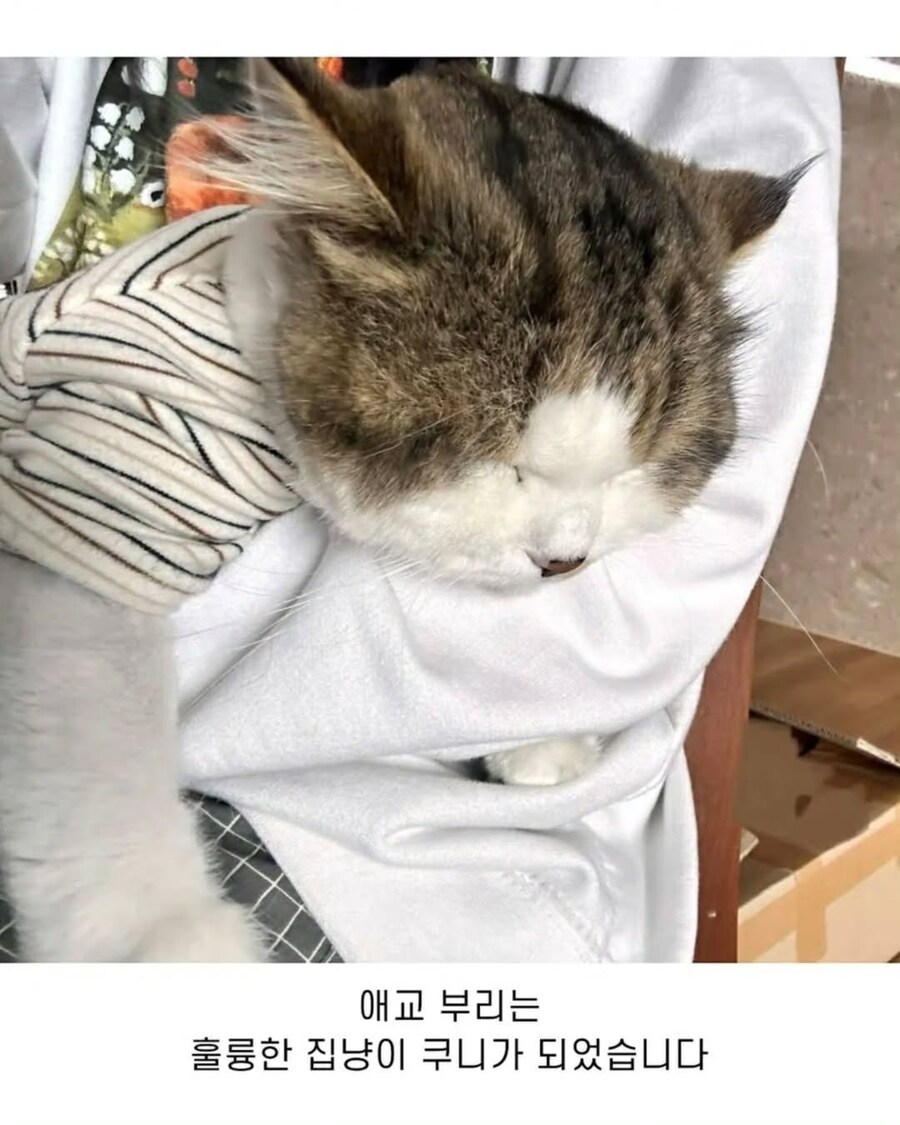 엄청난 덩치로 화제였떤 유기묘 근황.._10.jpg