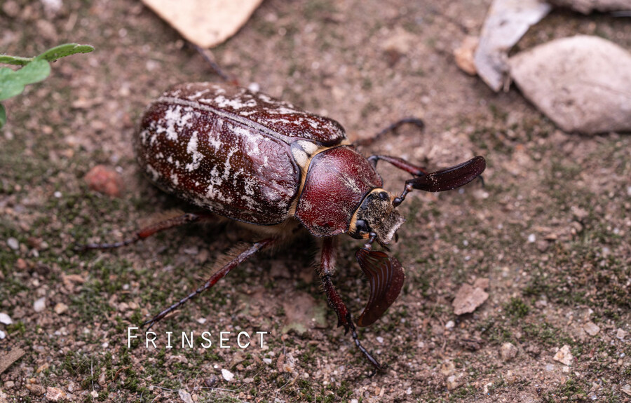 [곤충]국내 최초 불나방 증식 성공_5.jpg