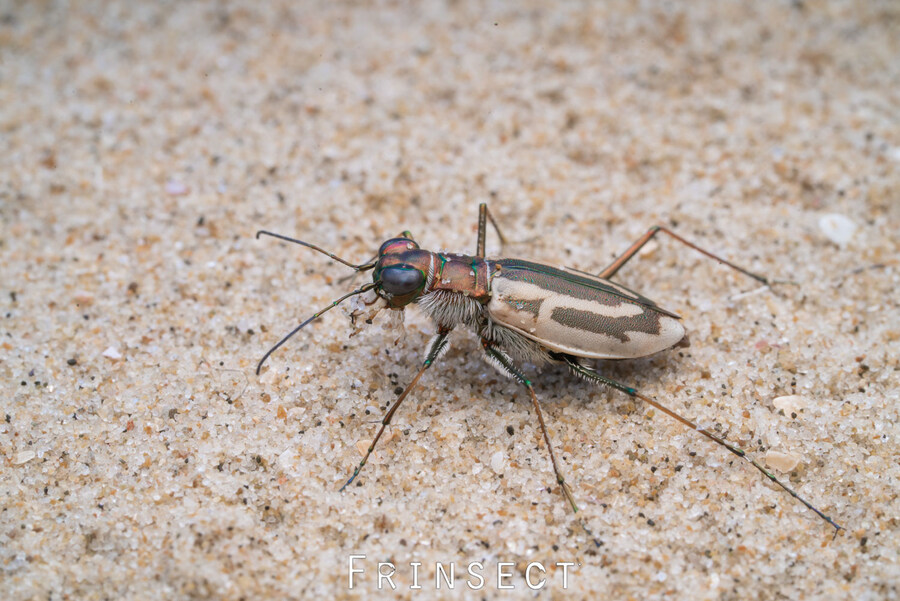 [곤충]국내 최초 불나방 증식 성공_6.jpg