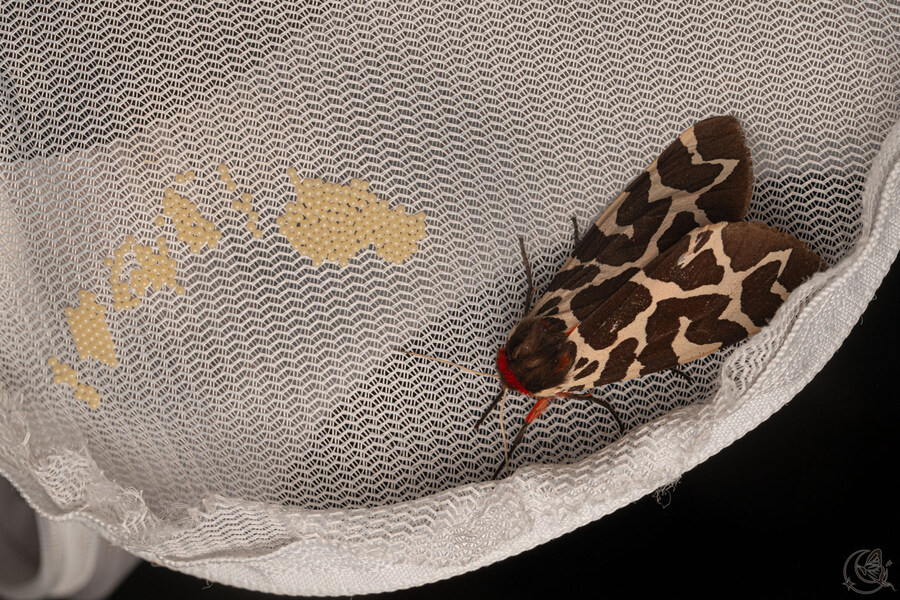 [곤충]국내 최초 불나방 증식 성공_14.jpg