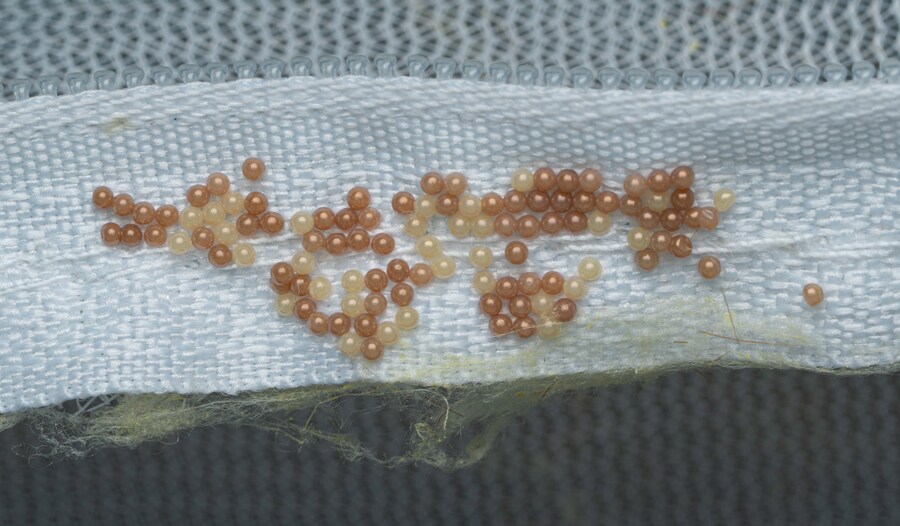 [곤충]국내 최초 불나방 증식 성공_15.png