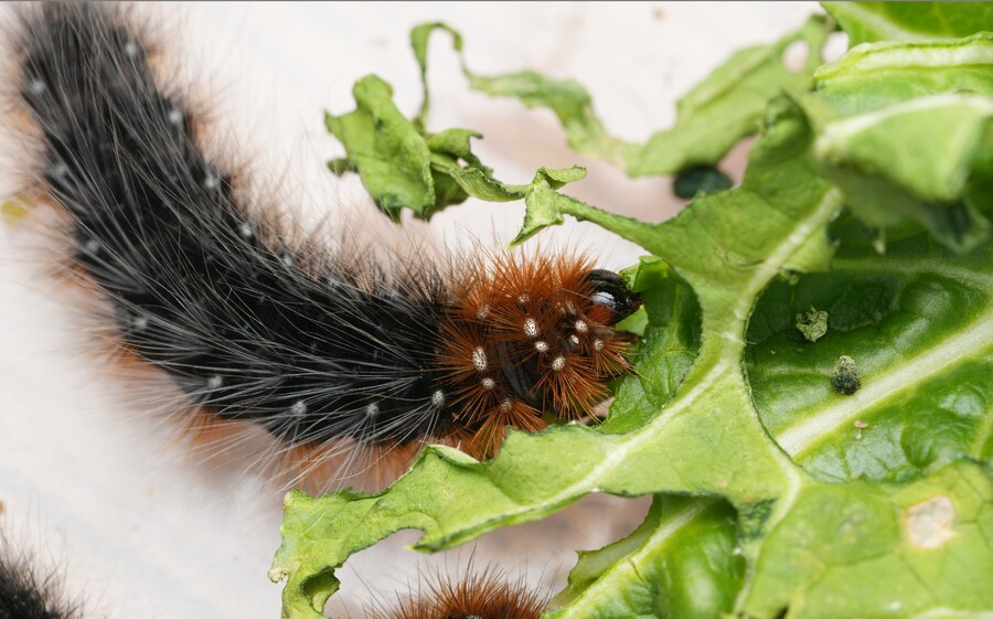 [곤충]국내 최초 불나방 증식 성공_20.png